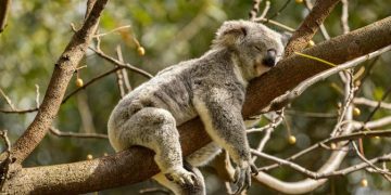 10 Hewan yang Suka Tidur, Beberapa Hingga 22 Jam Sehari!