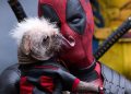 Ryan Reynolds Konfirmasi Film Baru Deadpool Segera Hadir