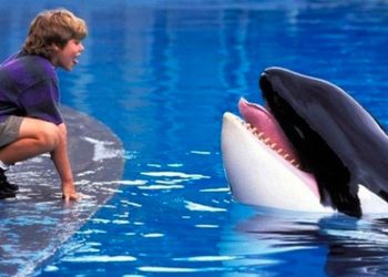 Reboot Film Free Willy Dikerjakan oleh Perusahaan Produksi Russo Brothers