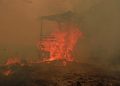 Catatan 936 Hektare Hutan dan Lahan Terbakar di Kaltim dari BPBD