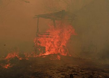 Catatan 936 Hektare Hutan dan Lahan Terbakar di Kaltim dari BPBD